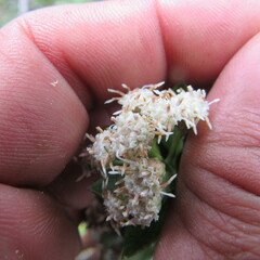 Baccharis prunifolia