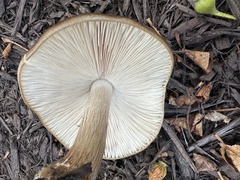 Megacollybia