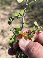 Schaefferia cuneifolia