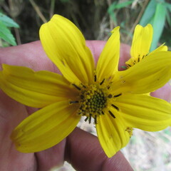 Bidens rubifolia