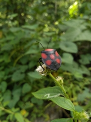 Brachystethus rubromaculatus