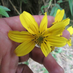 Bidens rubifolia