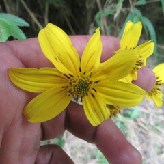 Bidens rubifolia