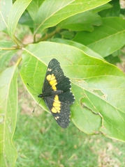 Catasticta teutila