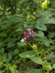 Brachystethus rubromaculatus