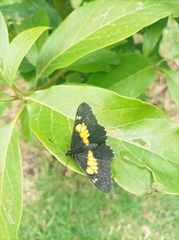 Catasticta teutila