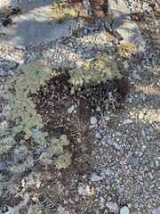 Petrophytum caespitosum