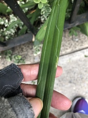 Ophiomyia kwansonis