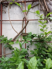 Heraclides ornythion