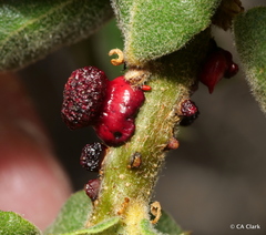 Disholcaspis prehensa