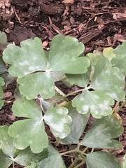 Erysiphe aquilegiae