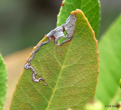 Stigmella heteromelis
