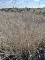 Phalaris aquatica