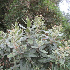 Ageratina asclepiadea