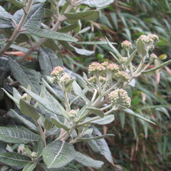 Ageratina asclepiadea