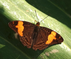 Adelpha boreas boreas