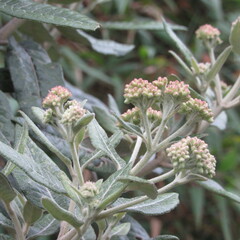 Ageratina asclepiadea