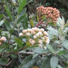 Baccharis prunifolia