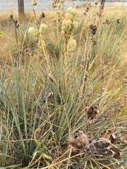 Yucca glauca
