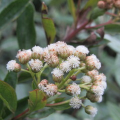 Baccharis prunifolia