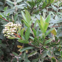 Baccharis prunifolia