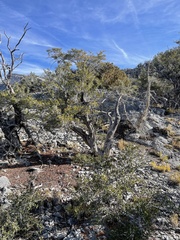Cercocarpus ledifolius