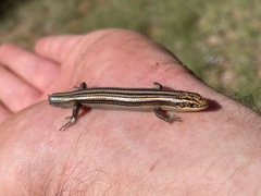 Plestiodon multivirgatus