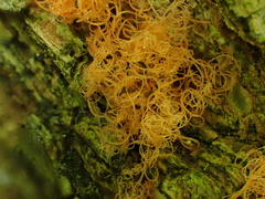 Cytospora