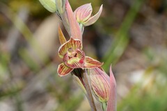 Calochilus imberbis