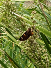 Trapezites symmomus