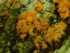Cytospora
