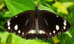 Euploea core corinna