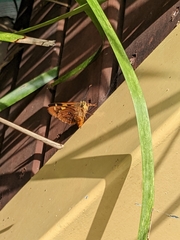 Trapezites symmomus