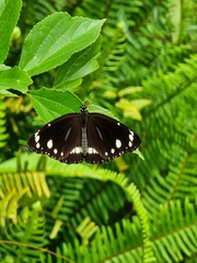 Euploea core corinna