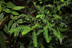 Phyllanthus niruri
