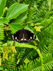Euploea core corinna