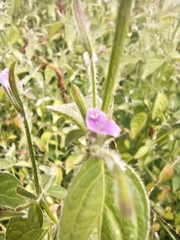 Dicliptera peduncularis