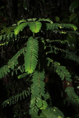 Phyllanthus niruri