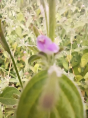 Dicliptera peduncularis