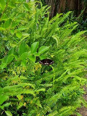 Euploea core corinna