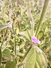 Dicliptera peduncularis