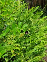 Euploea core corinna