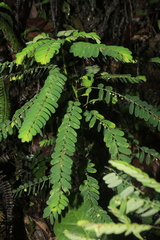 Phyllanthus niruri