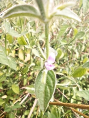 Dicliptera peduncularis