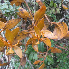 Dendrophthora avenia