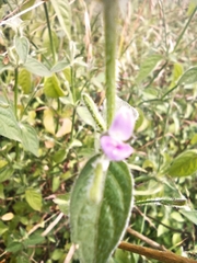 Dicliptera peduncularis