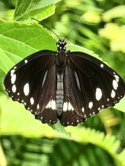 Euploea core corinna