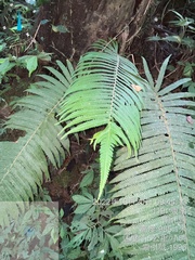Sphaerostephanos taiwanensis