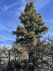 Abies concolor