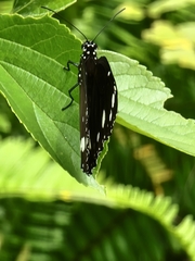 Euploea core corinna